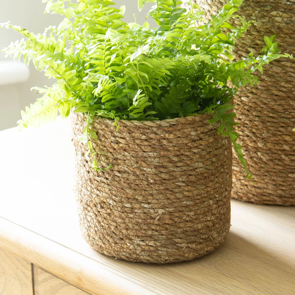 Seagrass plant basket with indoor plants