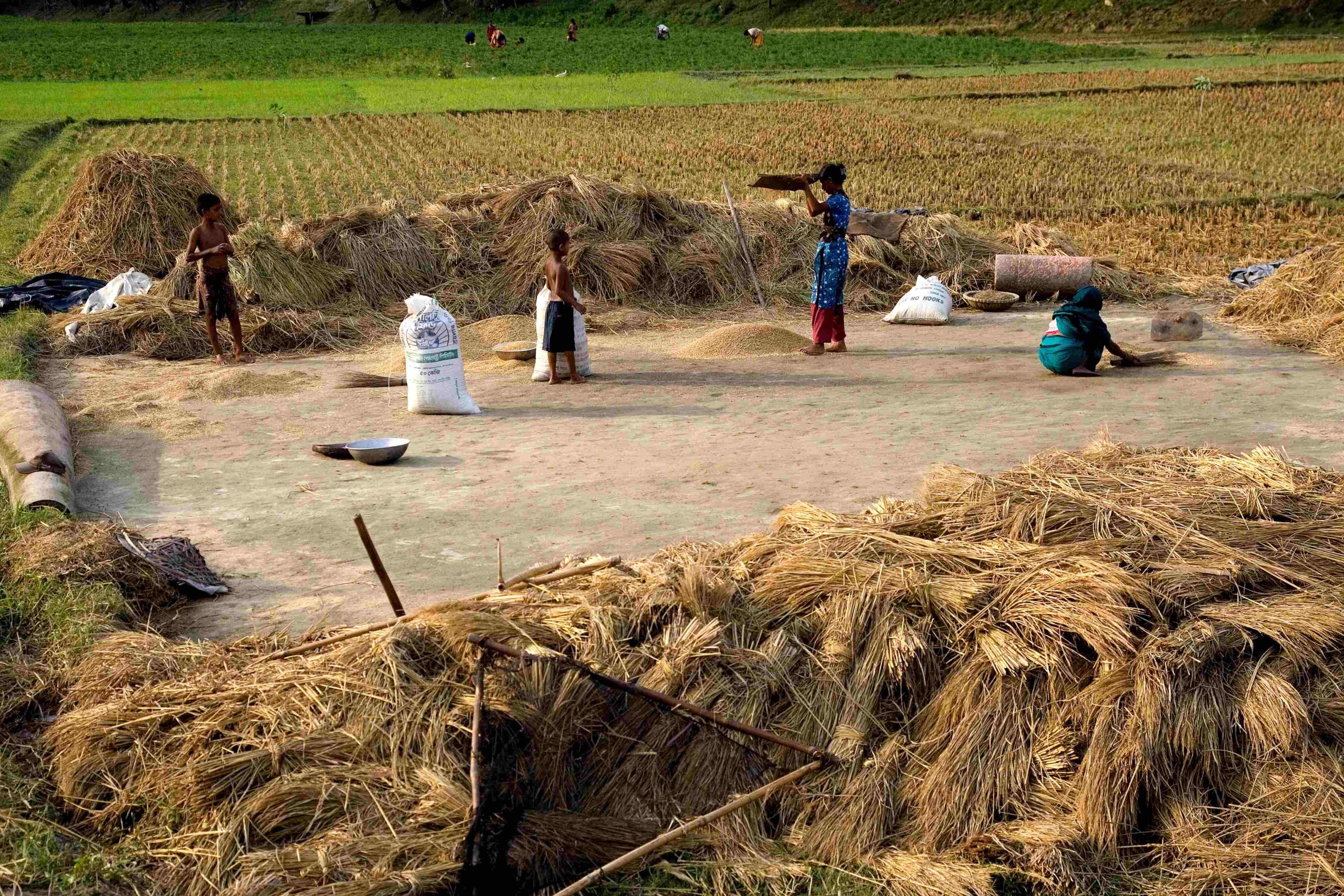 raw jute processing